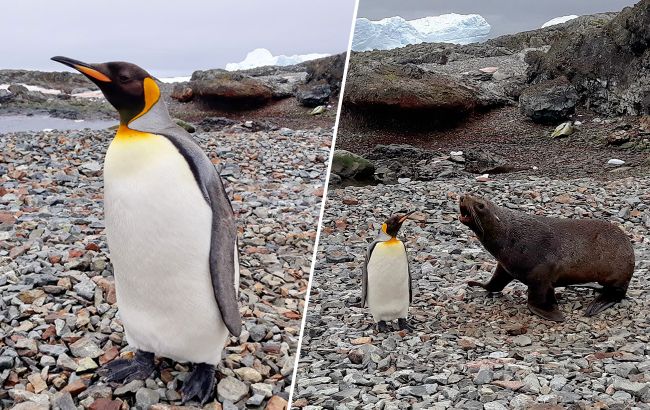 Полярники рассказали о пингвинах, которых увидеть на "Вернадского" - крайняя редкость (фото)