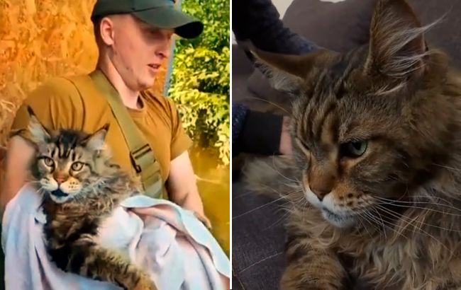 Кіт-гігант Макс із підтопленого Херсона став зіркою мережі: що відомо про пухнастого звіра