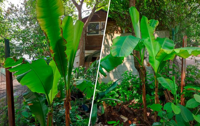 Высотой до 4,5 метров. В Киеве мужчина выращивает бананы под открытым небом (фото)