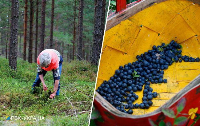 В Польше штрафуют за сбор ягод и грибов: какие правила нужно знать