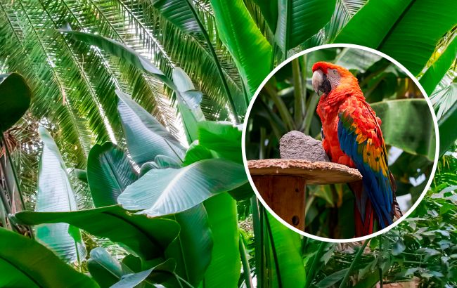 Справятся даже дети! Найдите попугая среди листьев за 20 секунд