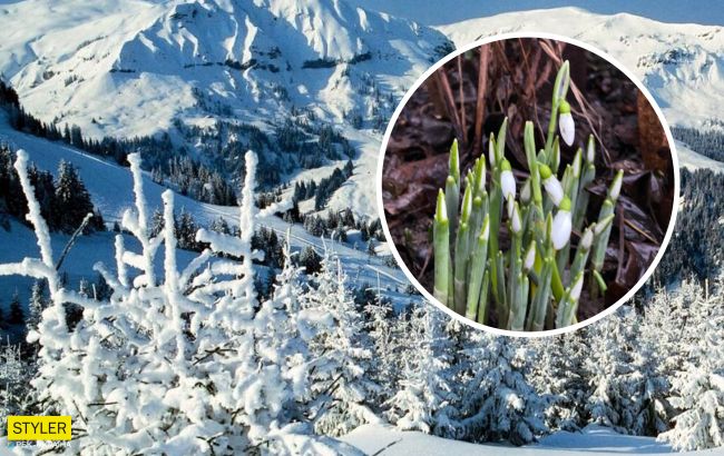 На Закарпатье среди зимы расцвели подснежники: "как в сказке" (фото)
