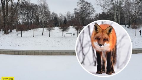 У київському парку знову помітили лисицю (відео)