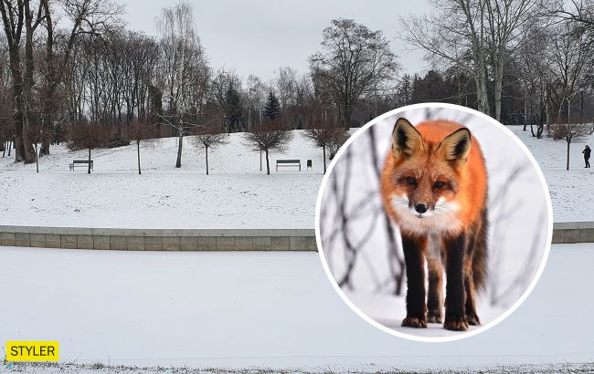 У київському парку знову помітили лисицю (відео)