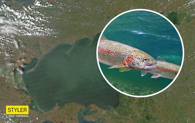 Экосистема Азовского моря под угрозой из-за рыбы-агрессора из России