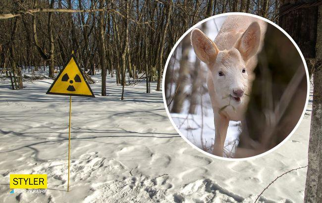 Возле Чернобыля увидели уникальное животное: невероятное фото