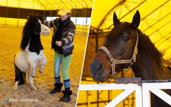 "Одному коню потрібно 18 кг корму на добу". Як рятують тварин у Києві під час війни