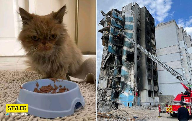 У спасенной кошки из Бородянки нашелся настоящий владелец: выяснилась вся правда