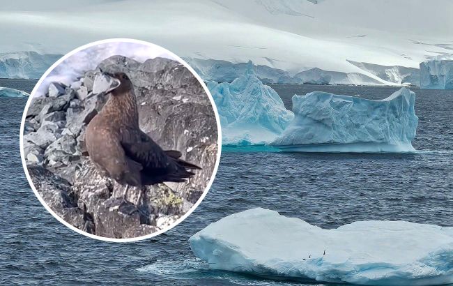 "Могут бить крыльями по голове": украинские полярники показали птиц, которые никого не боятся