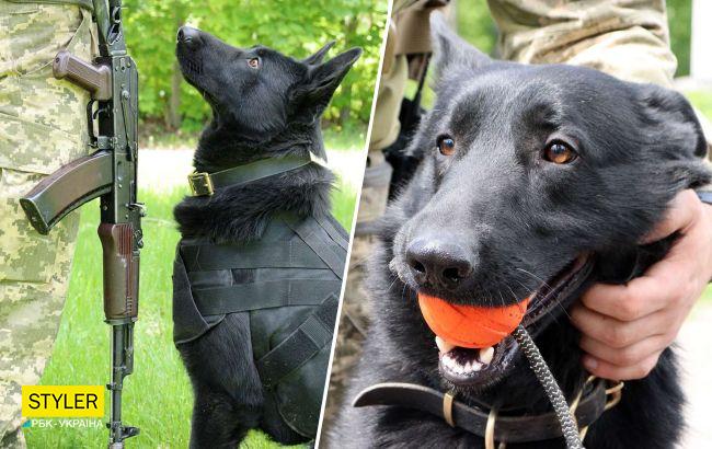 Колега Патрона: українські розвідники показали свого пса-талісмана