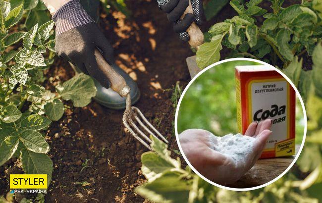 Звичайна сода збереже і примножить ваш урожай: як її використовувати на городі