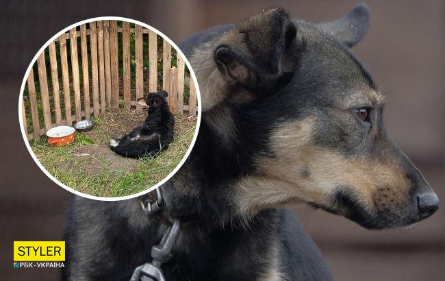 Все, чего он заслужил?! Украинцев возмутила история слепого пса, которого выгнали умирать после 15 лет службы