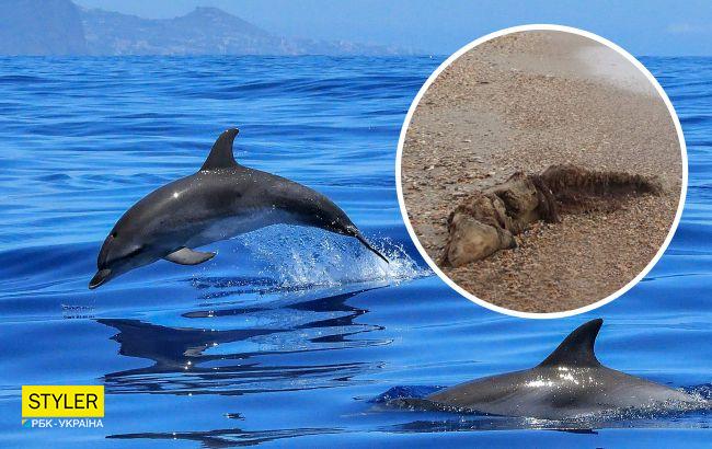 Из-за оккупантов в Черном море массово гибнут дельфины: профессор назвал шокирующие цифры