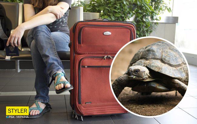 Украинка в Таиланде "попалась" со 100 черепахами в чемодане