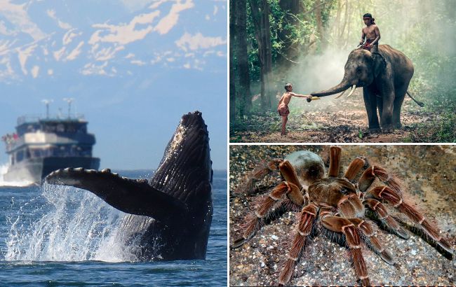 11 самых больших существ на планете. Каких размеров достигают и чем питаются