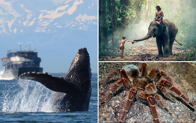 11 самых больших существ на планете. Каких размеров достигают и чем питаются