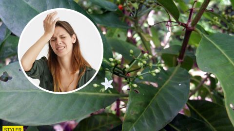 Народная медицина Самоа столь же эффективна, как ибупрофен - ученые