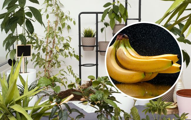 Бананова вода зробить диво для кімнатних рослин: як зробити безкоштовний засіб