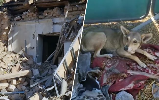 Родину, яку витягли з-під завалів дому під Запоріжжям, дивом врятував собака (відео)