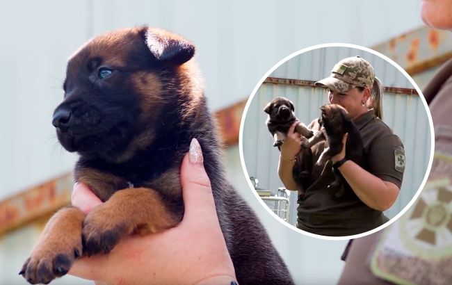 Щенячья школа. Как пограничники воспитывают служебных собак: трогательное видео