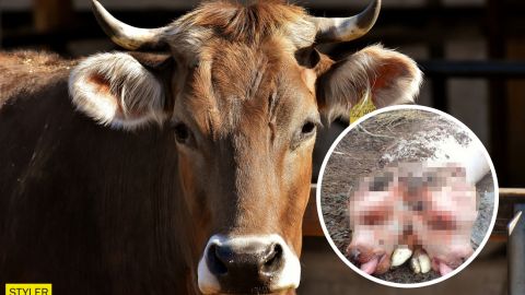 У Росії народився двоголовий мутант з тілом свині: моторошне фото