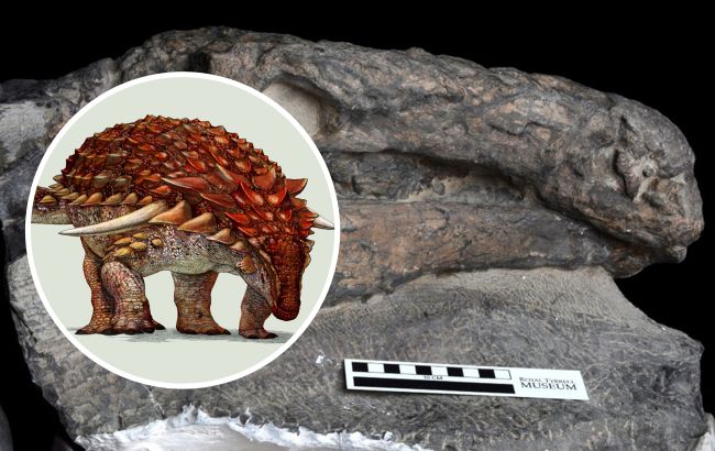 Знахідка одна на мільярд! Вчені показали рідкісного броньованого динозавра із шипами (фото)