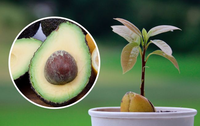 Як самостійно виростити авокадо в будь-якій точці світу