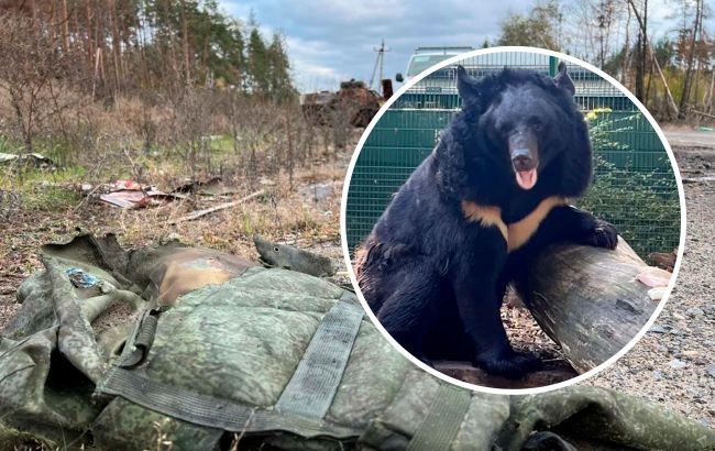 Ведмідь, якого врятували з-під обстрілів в Україні, знайшов новий дім: історія порятунку косолапого (фото)