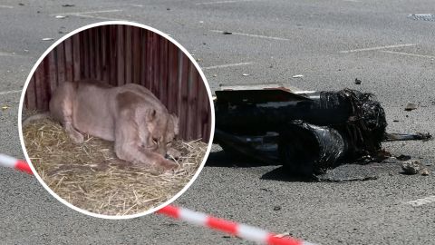 Сбитие было в 300 метрах: в результате обстрела Киева львица из зооцентра получила контузию (видео)