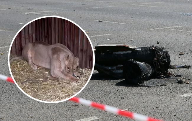 Сбитие было в 300 метрах: в результате обстрела Киева львица из зооцентра получила контузию (видео)