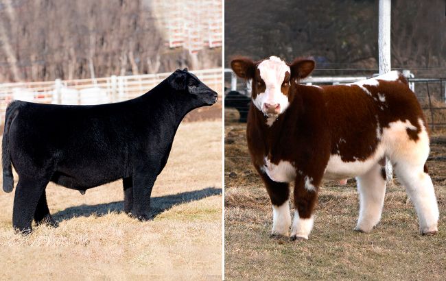 Унікальні створіння! Як виглядають "плюшеві" корови й для чого їх вивели