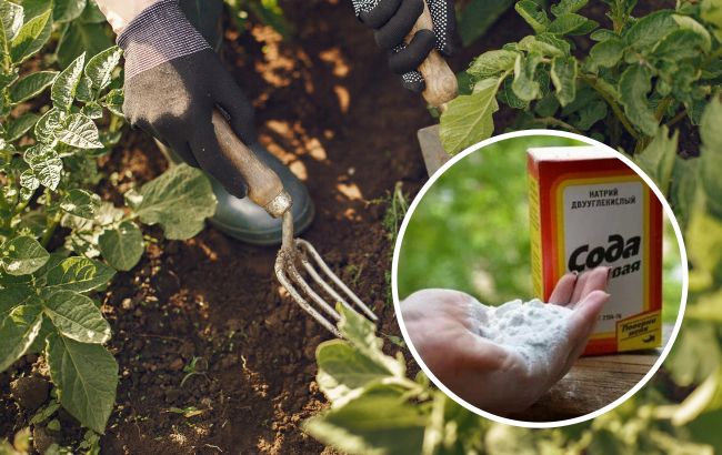 Знищити бур'яни та почистити гриль: 6 способів використання соди надворі