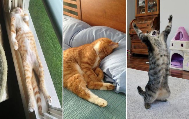 Владельцы котов делятся забавными фото своих любимцев в удивительных позах