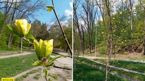 В Киеве расцвели уникальные лимонные магнолии: яркие фото