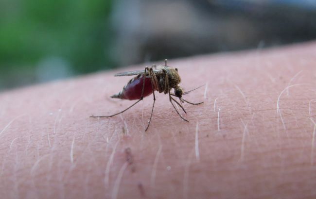 Смертність від малярії у світі зросла через пандемію коронавірусу, - ВООЗ