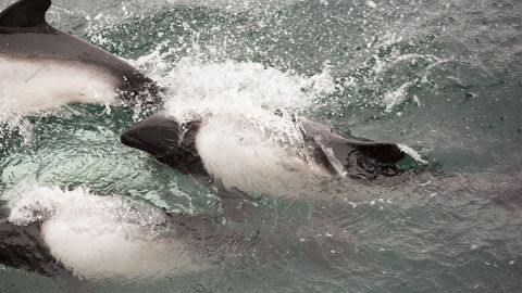 Через затоплення танкерів в Керченській протоці загинули десятки дельфінів