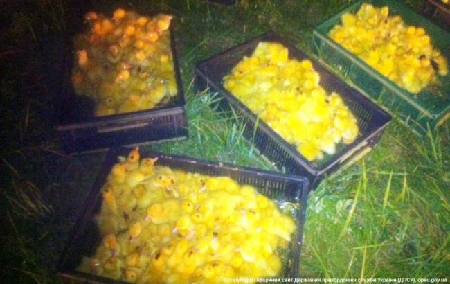 Украинские пограничники не выпустили в Россию 3,5 тыс. утят