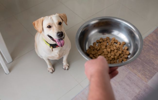 Прокорми, если сможешь. 8 пород собак, на корм которых вы потратите космические суммы