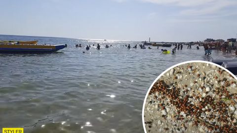 Массовая гибель божьих коровок: туристы из Железного Порта пожаловались на новые "сюрпризы"