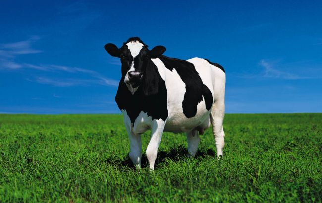 Поголів'я худоби в Україні в грудні скоротилася на 2,8%