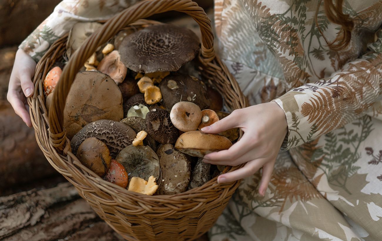 Ранньоосінні гриби: коли поїхати і де шукати