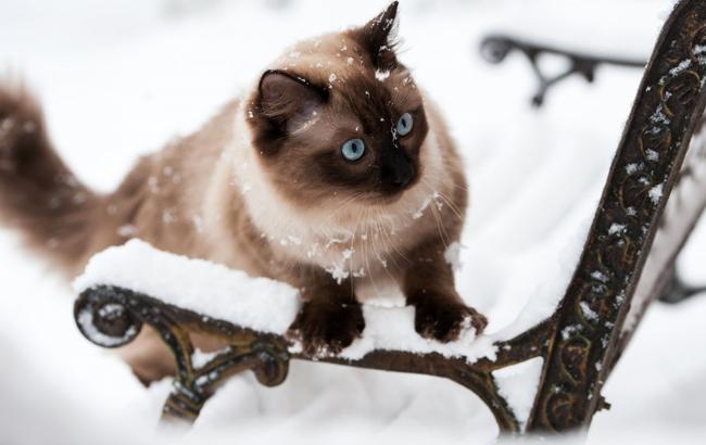 Погода на сегодня: в Украине местами ожидается снег с дождем, температура от +1 до +18