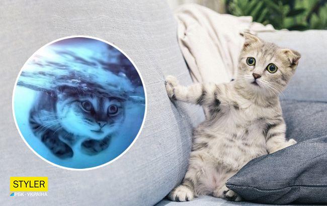 Виявляється, кішки не бояться води! Вони не купаються з іншої причини