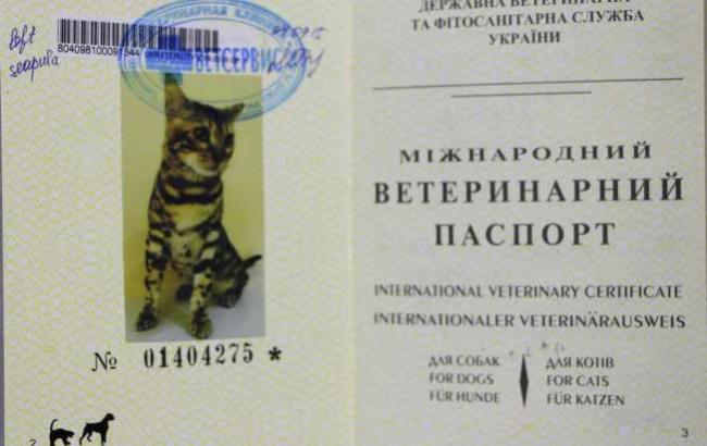 Украинского кота с фальшивыми документами не пустили в Осло