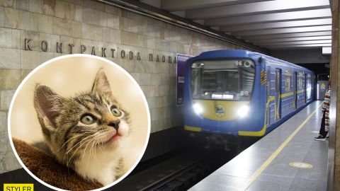 У київському метро третій день намагаються зловити кота, який втік з клітки