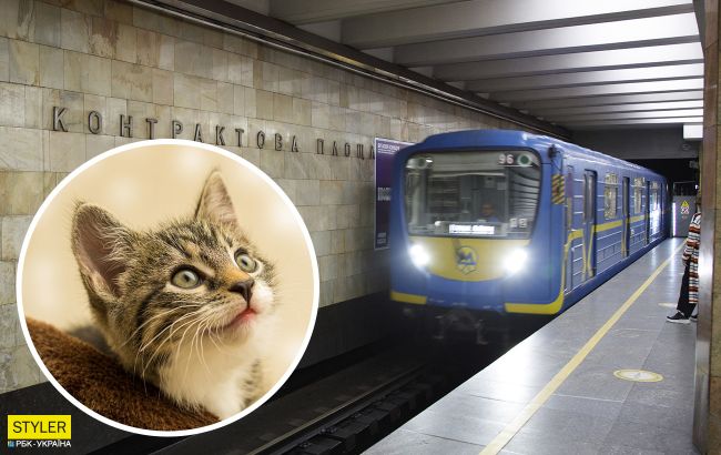 У київському метро третій день намагаються зловити кота, який втік з клітки