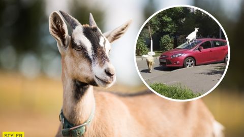 У Києві кози гуляли посеред вулиці: одна вилізла на дах авто (фото)