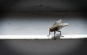 Загибель чи сплячка? Як насправді зимують комарі з мухами і де ховаються