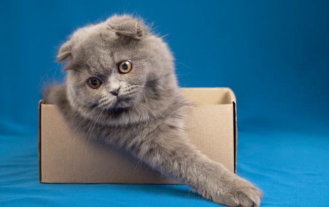 Чому коти так люблять картонні коробки: про ці причини ви навіть не думали