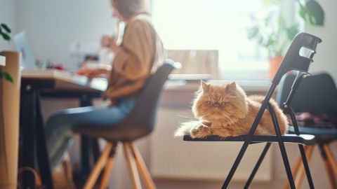 Чихание у котов не так безопасно, как мы думали. Когда стоит беспокоиться и бежать к ветеринару
